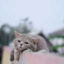 สมาชิกหมายเลข 3932454