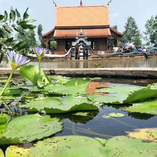 ทวิตนี้ท่านได้แต่ใดมา