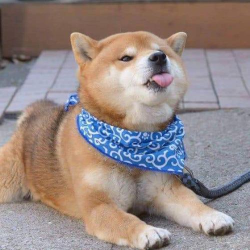 สมาชิกหมายเลข 2416152