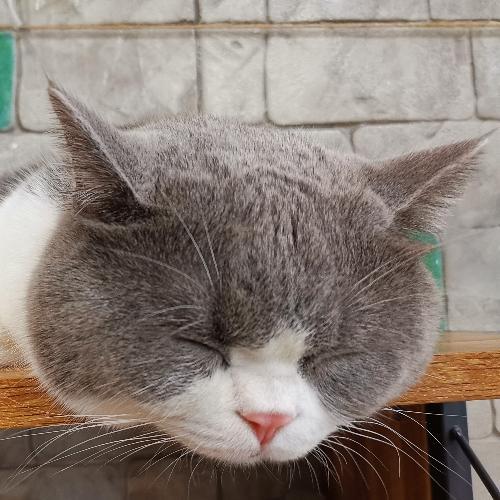 สมาชิกหมายเลข 4271216