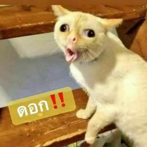 สมาชิกหมายเลข 5136856