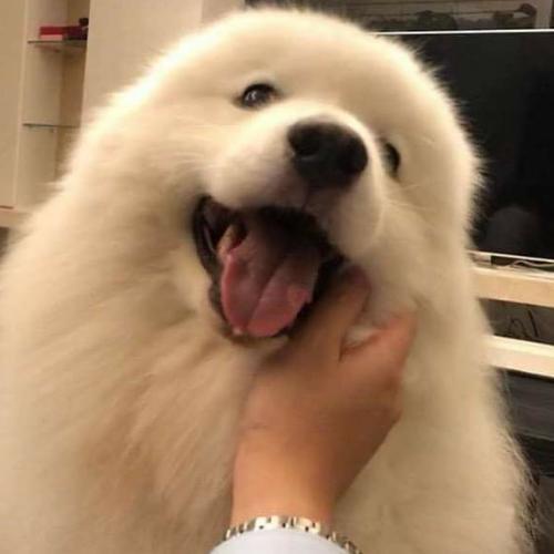 สมาชิกหมายเลข 4778735