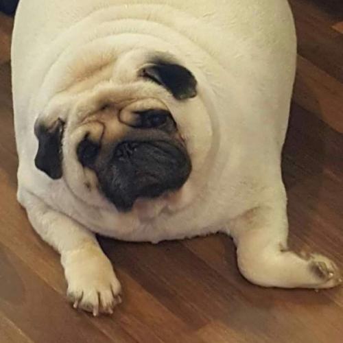 สมาชิกหมายเลข 4515026