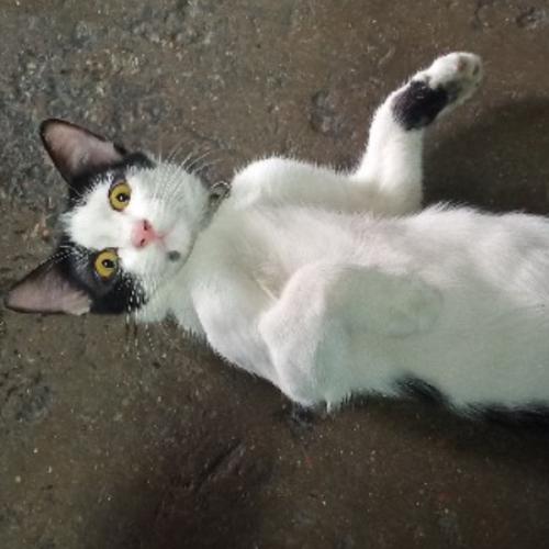 สมาชิกหมายเลข 6086108