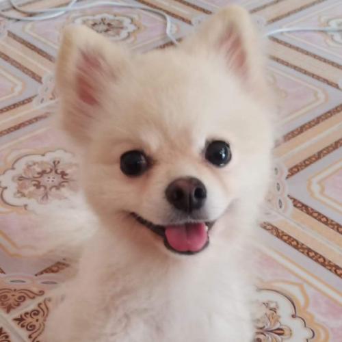 สมาชิกหมายเลข 6086338