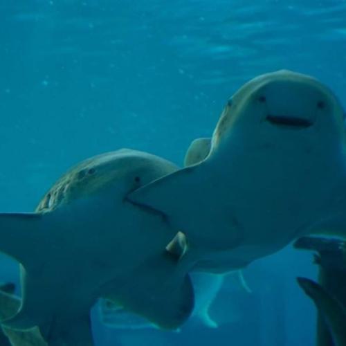 สมาชิกหมายเลข 6086441