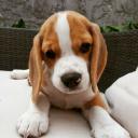 สมาชิกหมายเลข 3933361