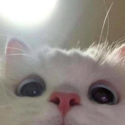 สมาชิกหมายเลข 3680093