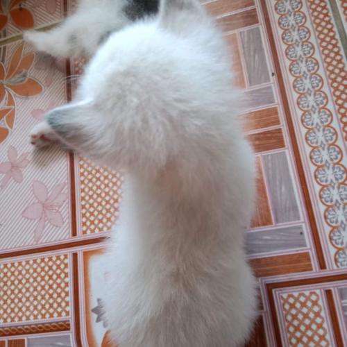 สมาชิกหมายเลข 4858410