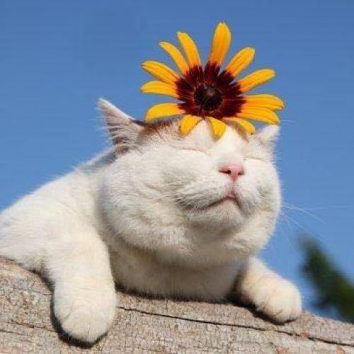 สมาชิกหมายเลข 5535462