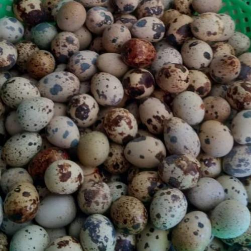 สมาชิกหมายเลข 3300137