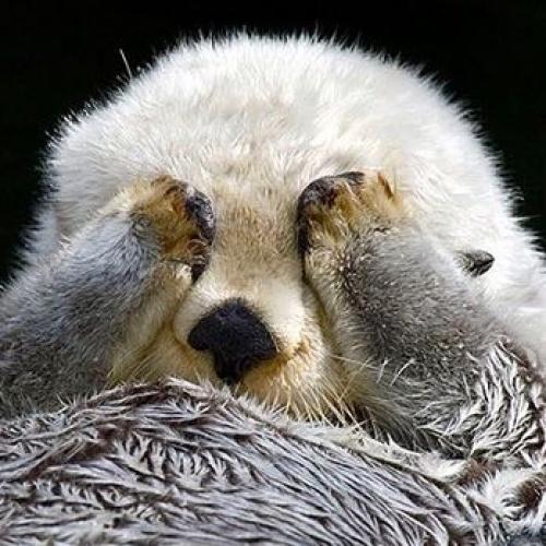 สมาชิกหมายเลข 1359838