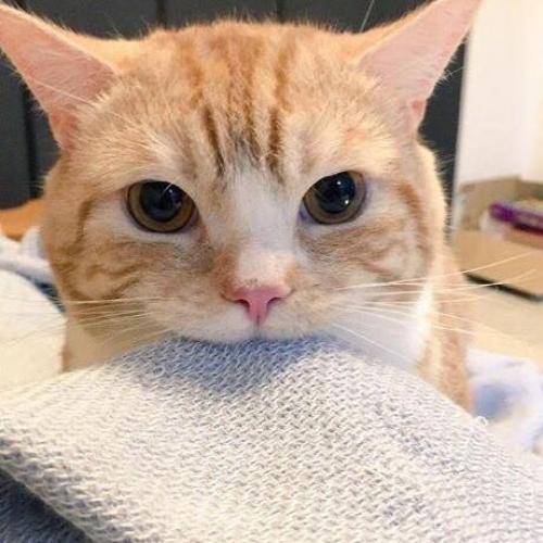 สมาชิกหมายเลข 4761794