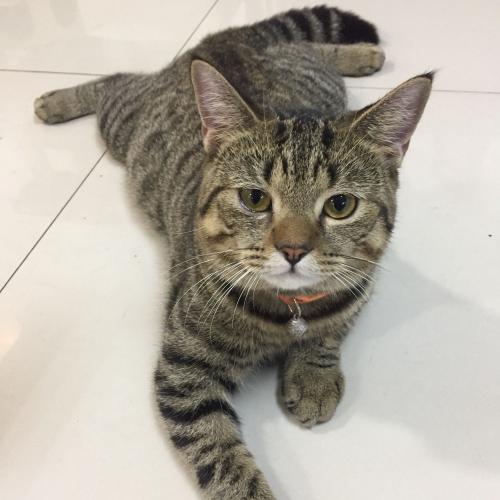 สมาชิกหมายเลข 4666089