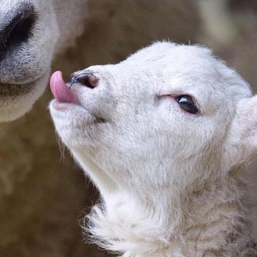 สมาชิกหมายเลข 4576061