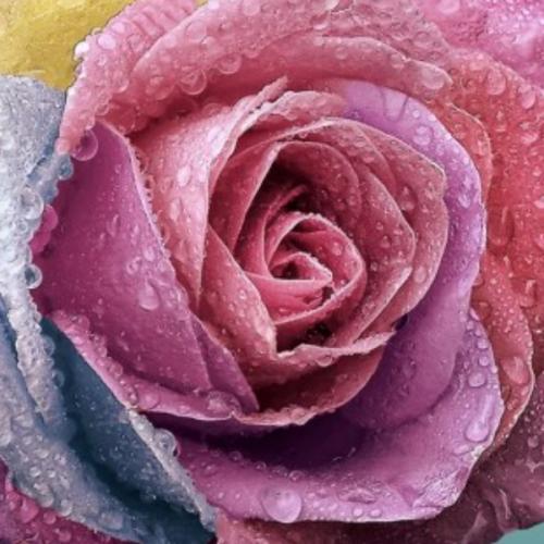 สมาชิกหมายเลข 3632198