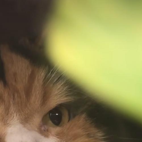 สมาชิกหมายเลข 2224134