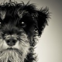 สมาชิกหมายเลข 1921484