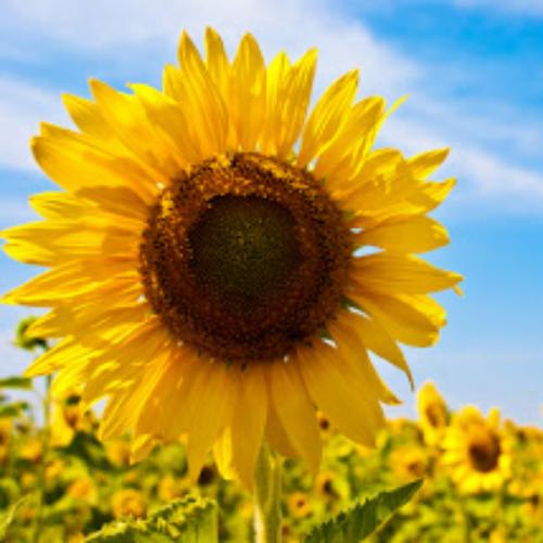 ไม่หนักหัวใคร