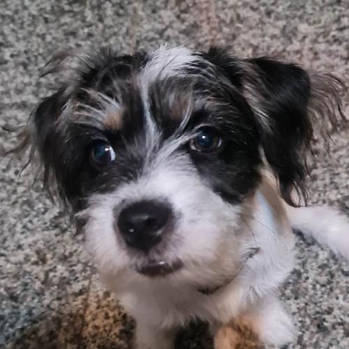 หวังสี่