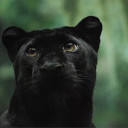 สมาชิกหมายเลข 4412052