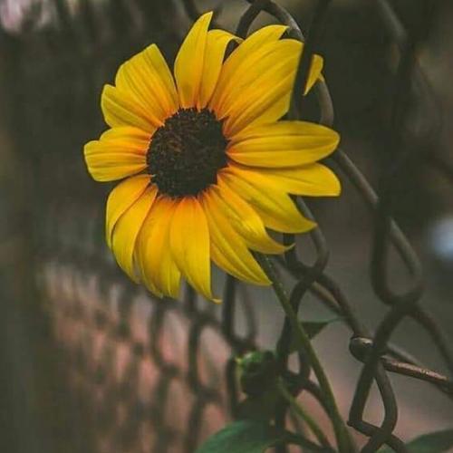 สมาชิกหมายเลข 5004350