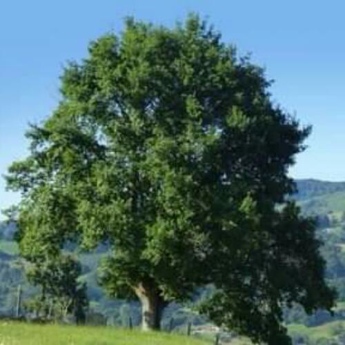 สมาชิกหมายเลข 5128320