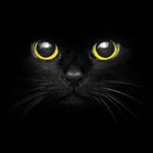 สมาชิกหมายเลข 4641380