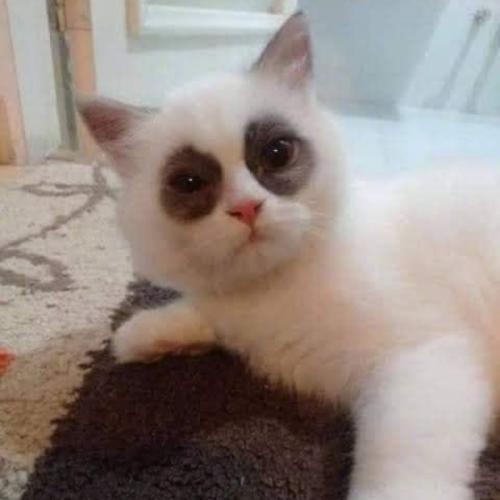 สมาชิกหมายเลข 2654130