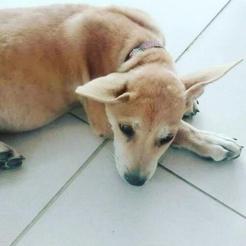 สมาชิกหมายเลข 4381623