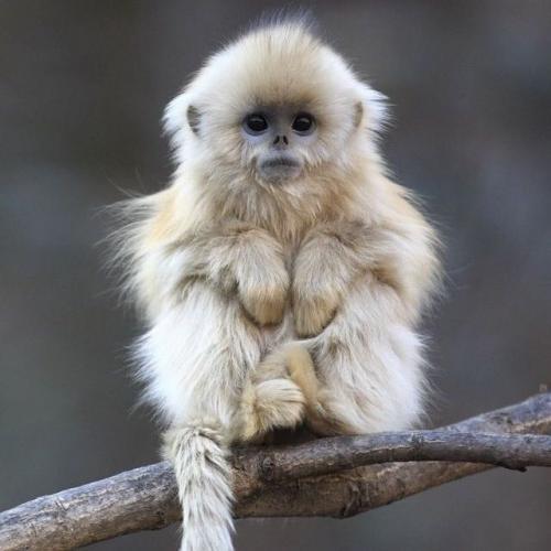 สมาชิกหมายเลข 5139384