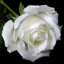 สมาชิกหมายเลข 5537419