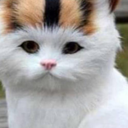 สมาชิกหมายเลข 5964343