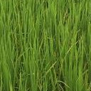 สมาชิกหมายเลข 3207257