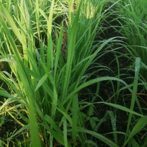 สมาชิกหมายเลข 4643754