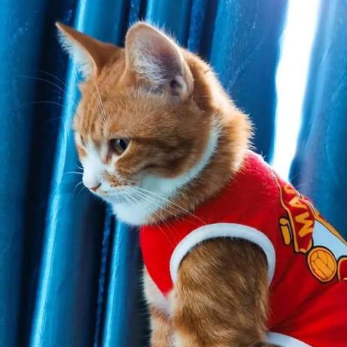 สมาชิกหมายเลข 4765029