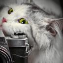 แมวสะพายกล้อง