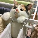 สมาชิกหมายเลข 4354631