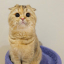 สมาชิกหมายเลข 4413421