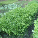 สมาชิกหมายเลข 4029415