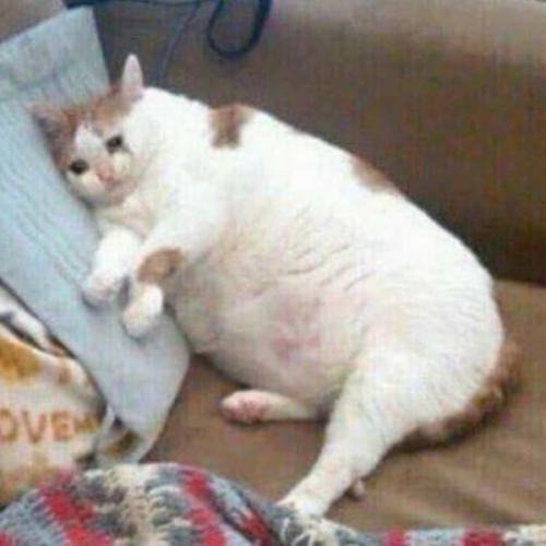 สมาชิกหมายเลข 2371773