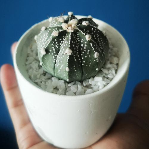 สมาชิกหมายเลข 5511091