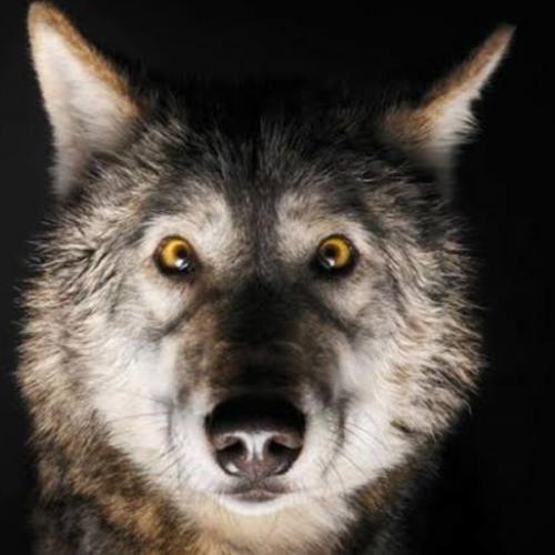 สมาชิกหมายเลข 3262122