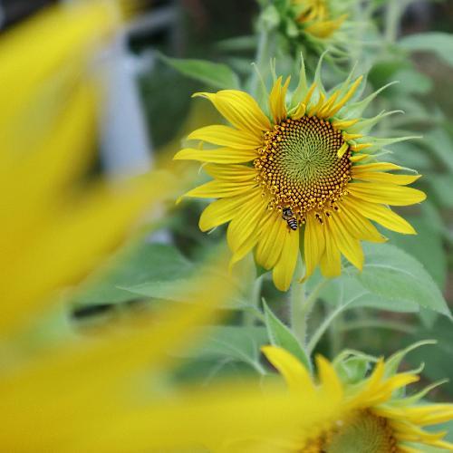 สมาชิกหมายเลข 6090191