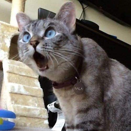 สมาชิกหมายเลข 5140341