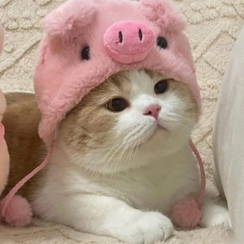 สมาชิกหมายเลข 7470758