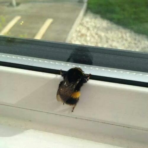 สมาชิกหมายเลข 5539377