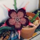 สมาชิกหมายเลข 3937398