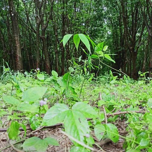 สมาชิกหมายเลข 6092361