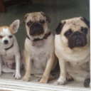 สมาชิกหมายเลข 4415559